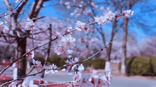 慶陽(yáng)的春日，舉目晴明，一路春暖花開(kāi)